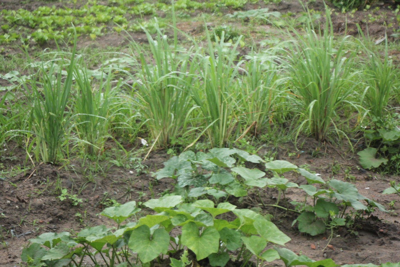 Số gốc sả được mang từ Nghệ An vào, các bạn cũng đem trồng trên mảnh đất này. Số gốc sả được mang từ Nghệ An vào, các bạn cũng đem trồng trên mảnh đất này.