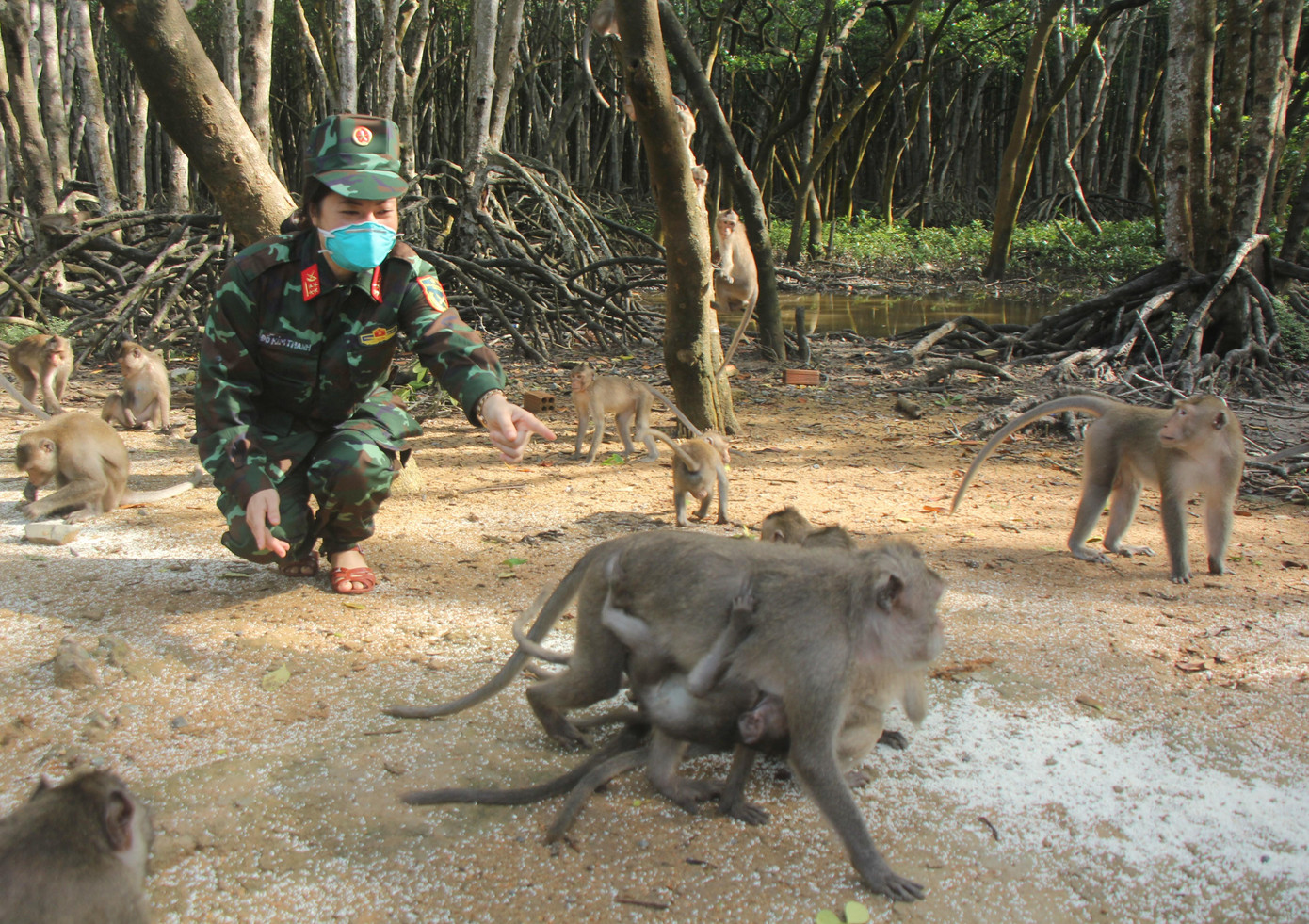 Nữ bác sĩ quân y chụp ảnh kỷ niệm với bầy khỉ đang ăn gạo. Nữ bác sĩ quân y chụp ảnh kỷ niệm với bầy khỉ đang ăn gạo.