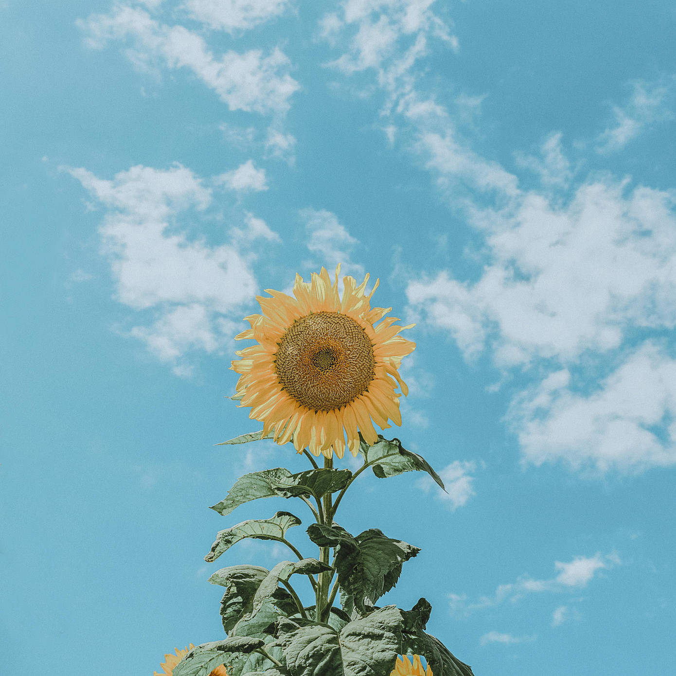 Các bức ảnh trong bộ ảnh "Màu bình yên" được cô chụp và hậu kỳ bằng hiệu ứng film giả lập Các bức ảnh trong bộ ảnh "Màu bình yên" được cô chụp và hậu kỳ bằng hiệu ứng film giả lập