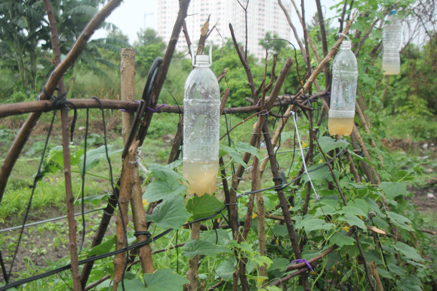 Các bạn trẻ tự chế ra công cụ để hạn chế côn trùng phá hoại cây trồng. Các bạn trẻ tự chế ra công cụ để hạn chế côn trùng phá hoại cây trồng.