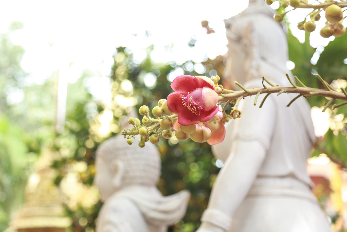 Hoa sala, hình ảnh thiêng liêng gắn liền nơi cửa Phật.