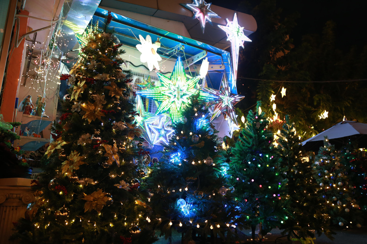 Nhiều cây thông được bày biện ở gần lối vào đón chào người dân đến check-in.