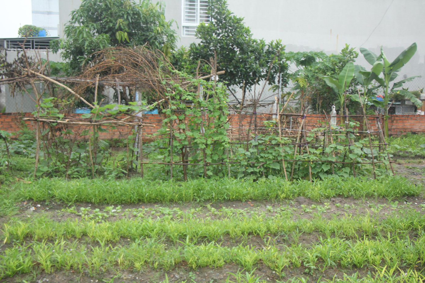 Mảnh vườn tâm huyết của các bạn trẻ giờ đã xanh tốt Mảnh vườn tâm huyết của các bạn trẻ giờ đã xanh tốt