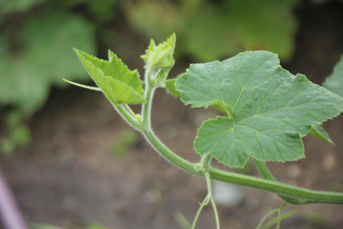 Những ngồng rau mơn mởn đang chờ ngày thu hoạch. Những ngồng rau mơn mởn đang chờ ngày thu hoạch.