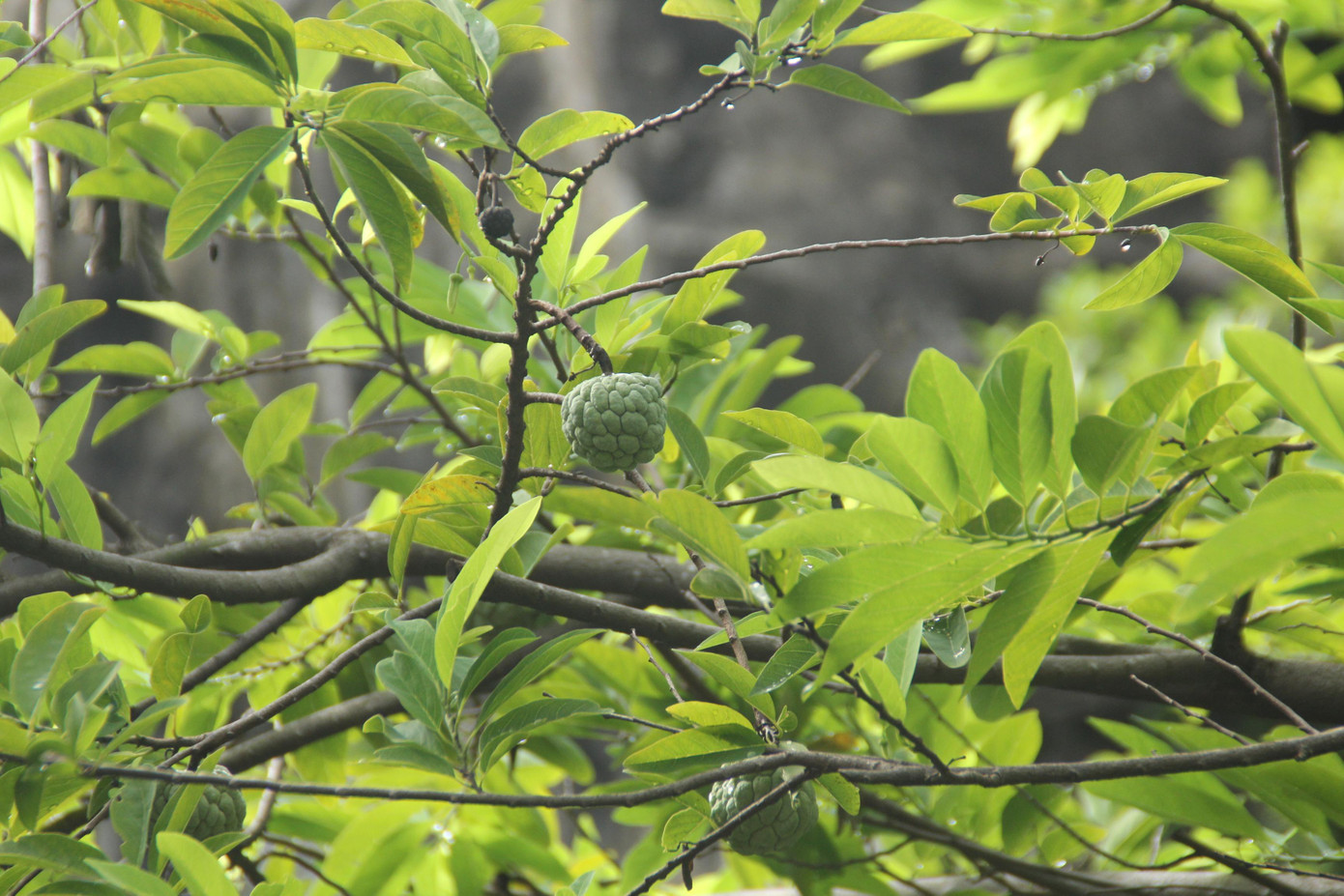 Vị tiến sỹ dành 7 năm phục dựng kinh thành Huế trên đất Sài thành ảnh 20