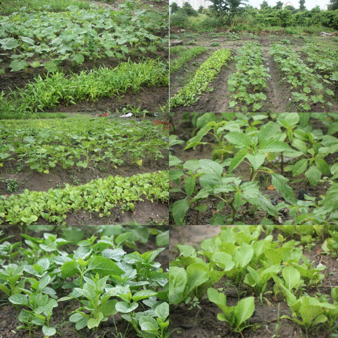 Sau những ngày tỉ mẩn gieo trồng, chăm sóc, vườn rau đủ loại đã cho sản phẩm cho không chỉ các chàng trai trẻ mà còn có cả bà con lối xóm. Sau những ngày tỉ mẩn gieo trồng, chăm sóc, vườn rau đủ loại đã cho sản phẩm cho không chỉ các chàng trai trẻ mà còn có cả bà con lối xóm.