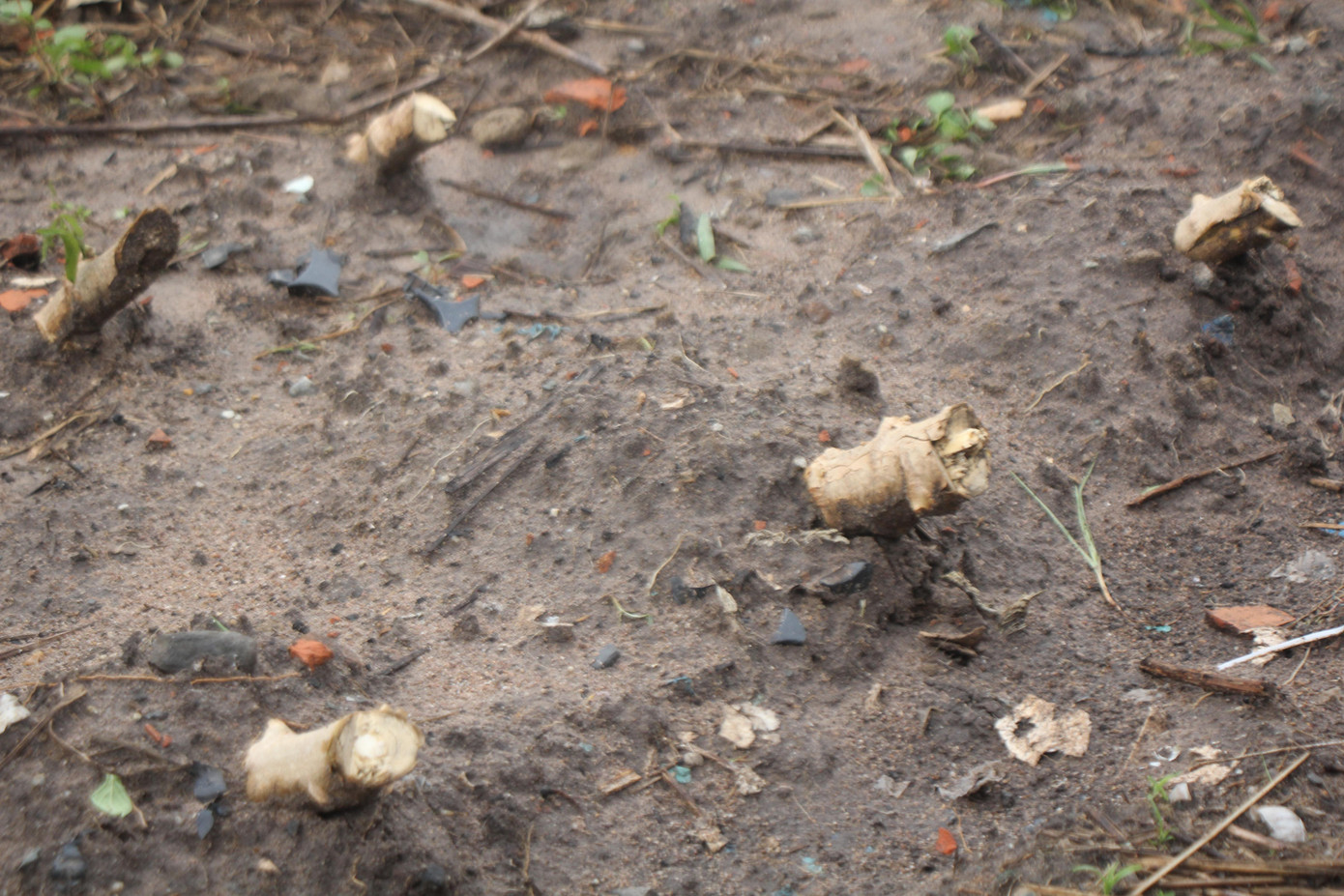 Một số gốc sắn cũng vừa được trồng thêm. Một số gốc sắn cũng vừa được trồng thêm.