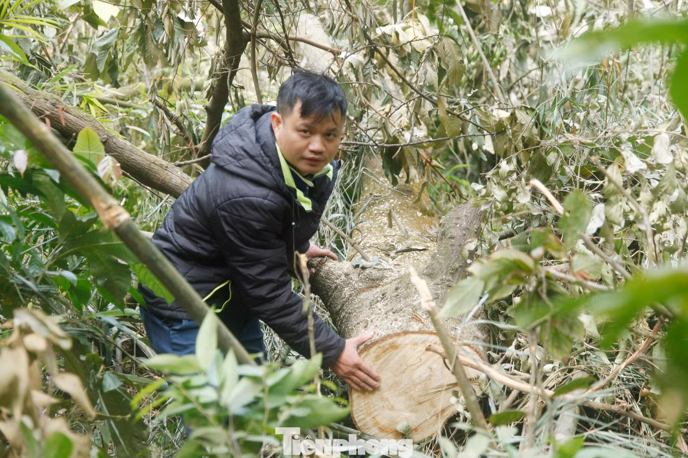Phóng viên thường trú báo Tiền Phong tại Bắc Giang tác nghiệp điều tra chặt phá rừng Tây Yên Tử (huyện Sơn Động, tỉnh Bắc Giang)