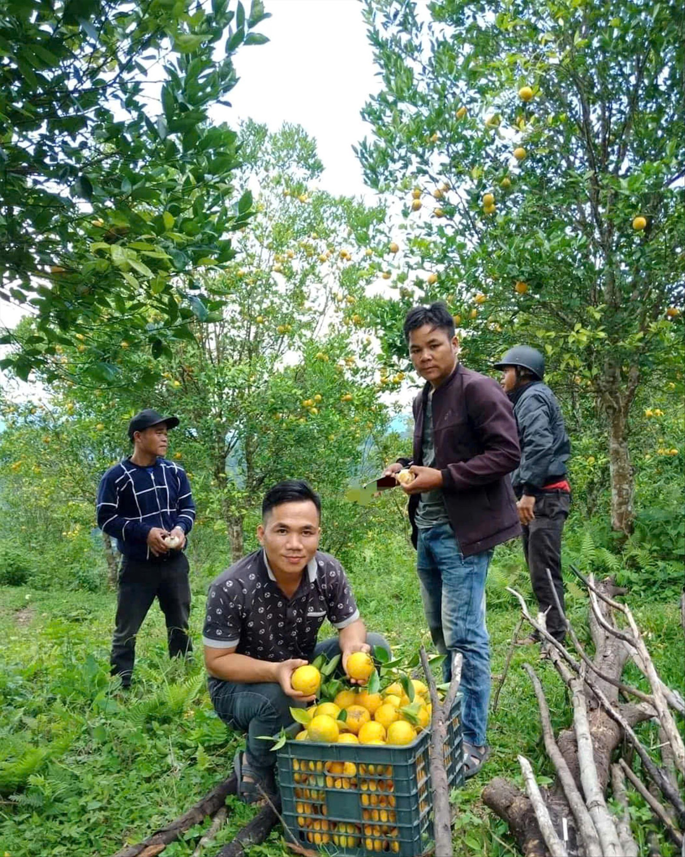 Những trái vàng mọng ngọt ở vườn cam đặc sản, nơi khơi dậy niềm cảm hứng khởi nghiệp của Riáh Dung.
