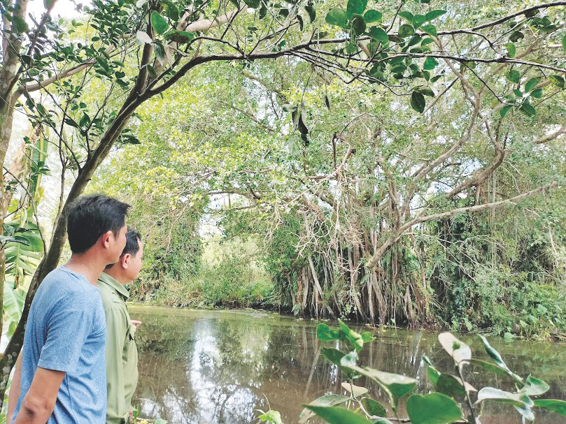 Khu vực cây gừa cổ thụ - nơi đặt chốt canh “chòi khỉ” từng được cho xuất hiện con rắn hổ mây khổng lồ, cây cách nhà điều hành Vườn Quốc gia U Minh Hạ khoảng 4km. Khu vực cây gừa cổ thụ - nơi đặt chốt canh “chòi khỉ” từng được cho xuất hiện con rắn hổ mây khổng lồ, cây cách nhà điều hành Vườn Quốc gia U Minh Hạ khoảng 4km.