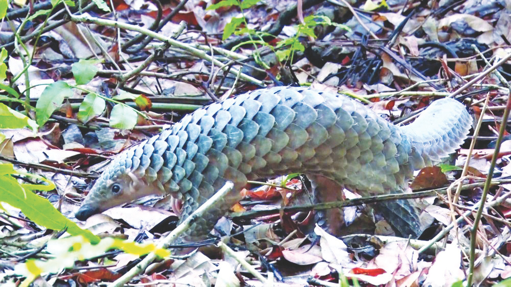 Rừng U Minh Hạ có nhiều loài động vật như nai, heo rừng, khỉ, chồn trăn, rắn, rùa, trúc (tê tê)… sinh sống dưới tán rừng Rừng U Minh Hạ có nhiều loài động vật như nai, heo rừng, khỉ, chồn trăn, rắn, rùa, trúc (tê tê)… sinh sống dưới tán rừng