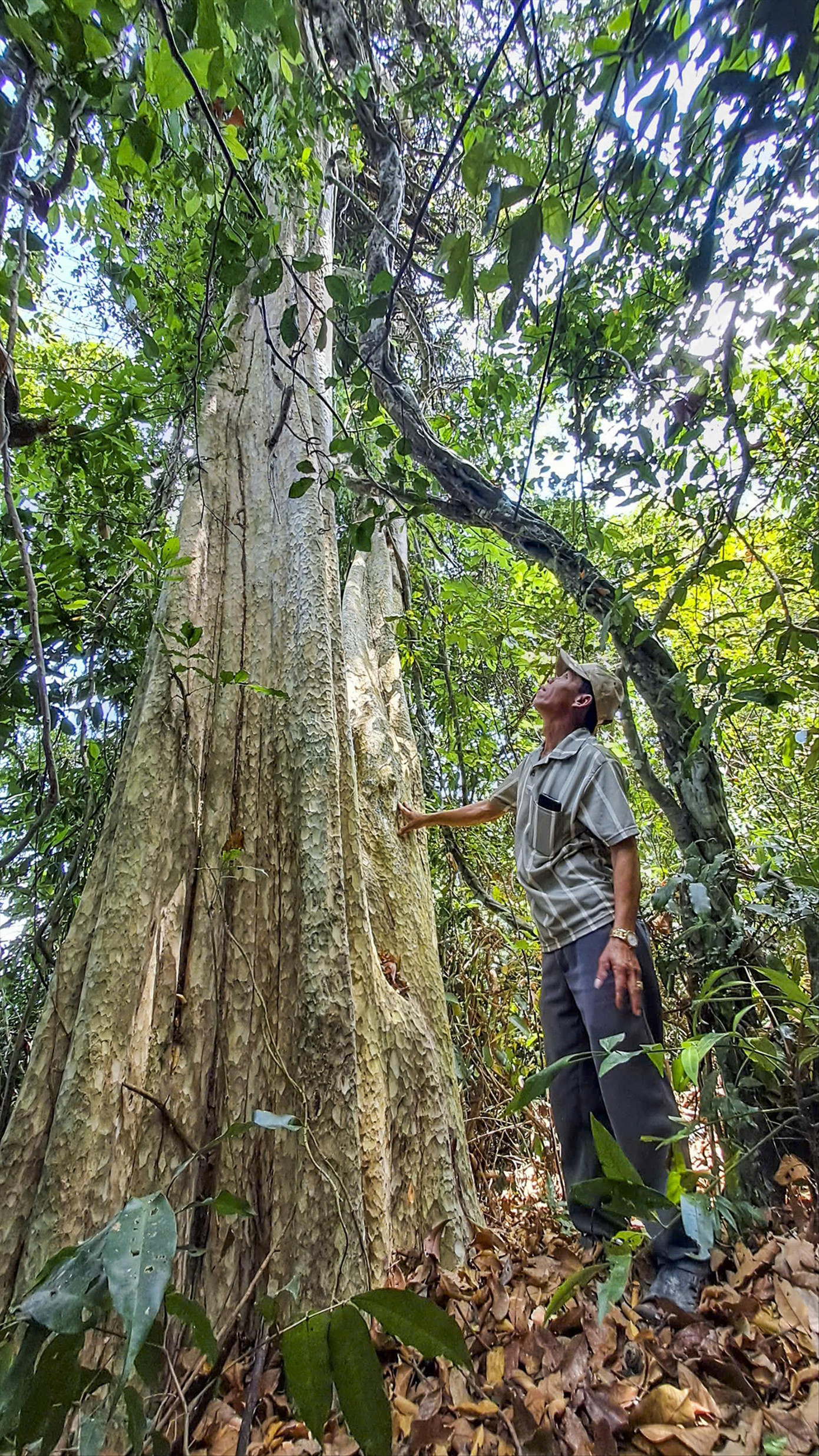 Khu rừng có những cây cổ thụ với đường kính gốc lớn 2 – 3 người ôm không xuể. Ảnh: Trương Định