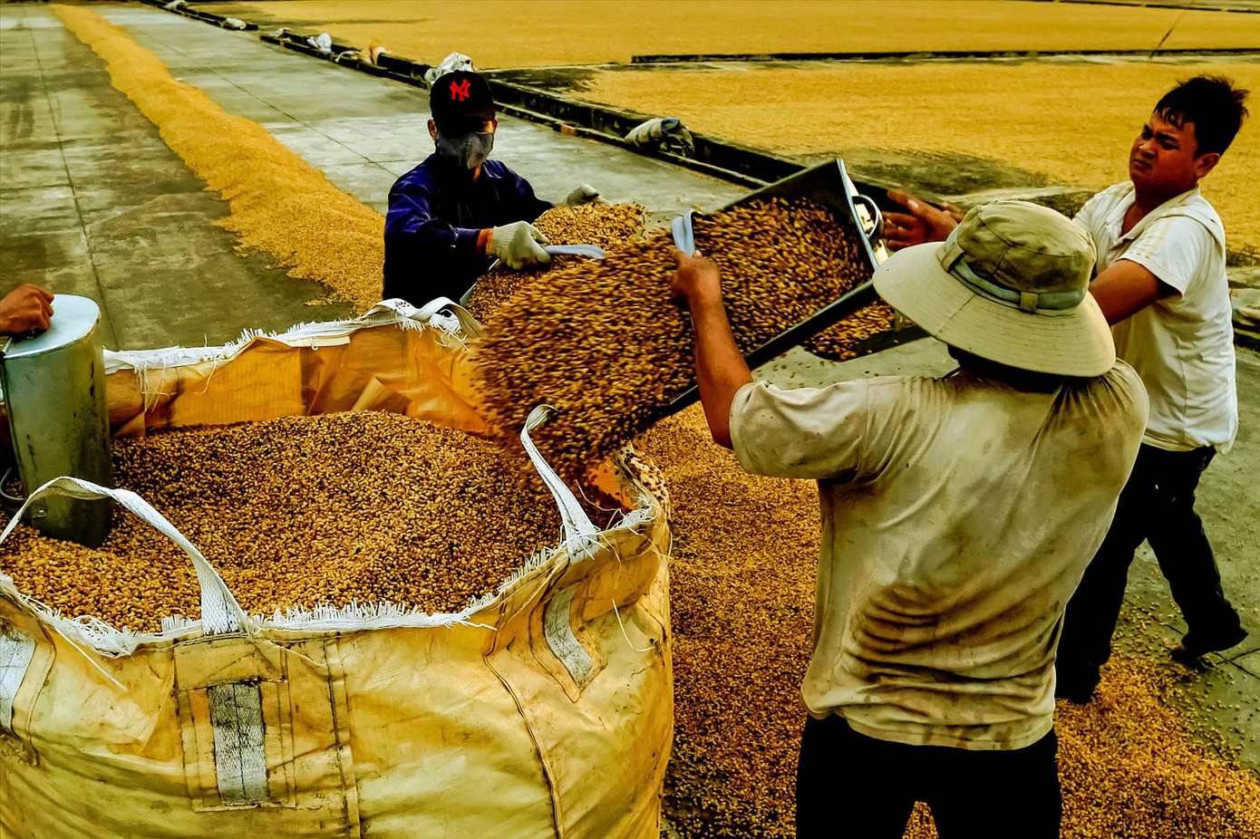 Nông dân trồng cà phê đang bị ảnh hưởng bởi vấn nạn sản xuất cà phê.