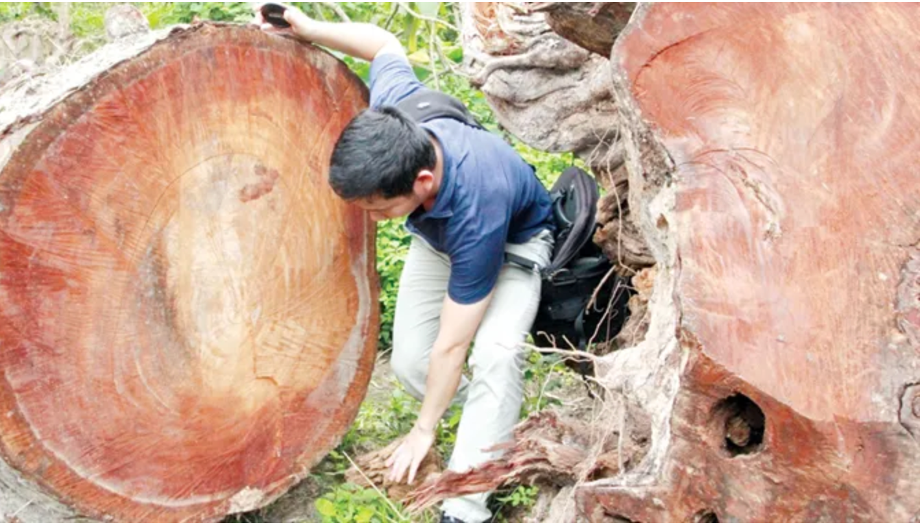 Tác giả xâm nhập bãi tập kết cây xanh sau khi bị triệt hạ ở Hà Nội