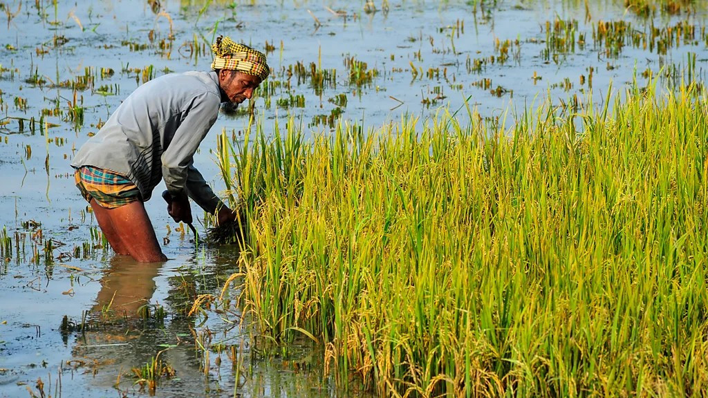 Ở những cánh đồng lúa ngập nước, vi khuẩn kỵkhí trong đất chuyển thành asen do thiếu oxy