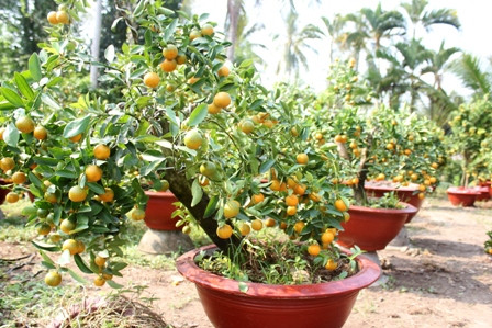 Độc chiêu “thổi hồn” cho quất kiểng kiếm tiền triệu ảnh 12 Độc chiêu “thổi hồn” cho quất kiểng kiếm tiền triệu ảnh 12