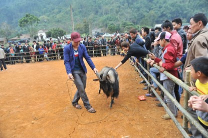 Hội chọi dê có một không hai dịp đầu năm ảnh 6