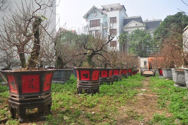 Những gốc đào cổ thụ khác hầu hết có giá dao động từ 20-50 triệu đồng.