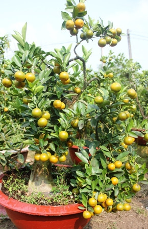 Độc chiêu “thổi hồn” cho quất kiểng kiếm tiền triệu ảnh 10 Độc chiêu “thổi hồn” cho quất kiểng kiếm tiền triệu ảnh 10