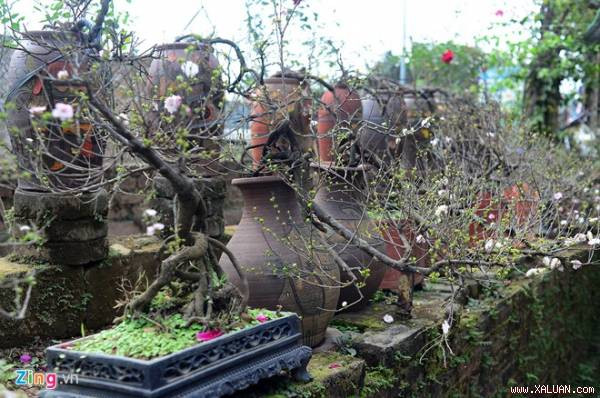 Hơn 300 gốc mai trắng của gia đình anh Trần Tiến Dũng (Nhật Tân, Tây Hồ, Hà Nội) đang được mở bán. Đây là nơi chuyên bán loại mai trắng, hay còn gọi là nhất chi mai (hoa mai nở một lần) duy nhất