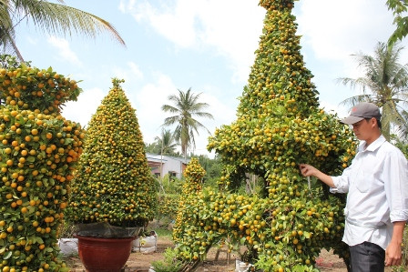 Độc chiêu “thổi hồn” cho quất kiểng kiếm tiền triệu ảnh 8 Độc chiêu “thổi hồn” cho quất kiểng kiếm tiền triệu ảnh 8