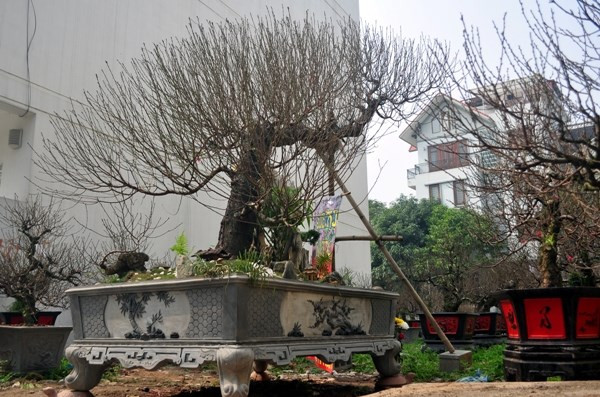 Do thời tiết nắng ấm nên các cây đào nở hoa rất nhanh.