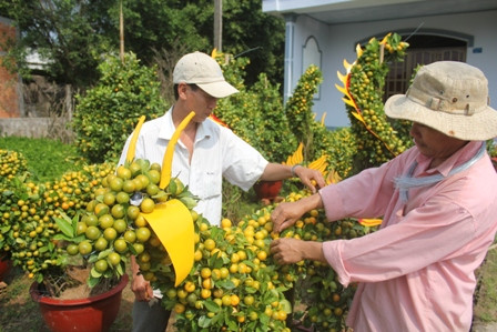 Độc chiêu “thổi hồn” cho quất kiểng kiếm tiền triệu ảnh 4 Độc chiêu “thổi hồn” cho quất kiểng kiếm tiền triệu ảnh 4