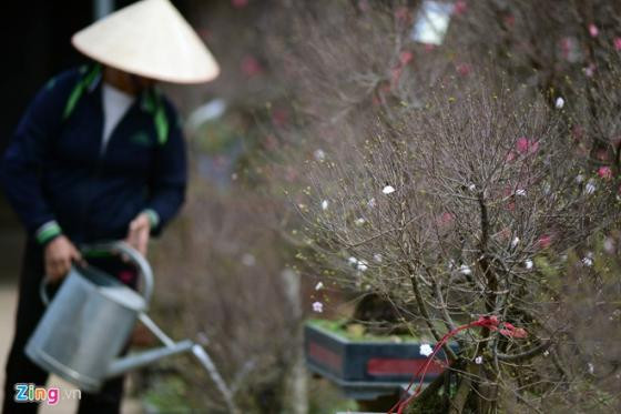 Ngắm vườn mai trắng cho thuê có một không hai ở Hà Nội ảnh 12 Ngắm vườn mai trắng cho thuê có một không hai ở Hà Nội ảnh 12