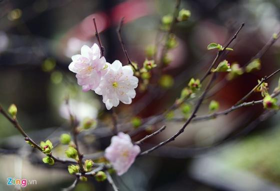 Ngắm vườn mai trắng cho thuê có một không hai ở Hà Nội ảnh 4 Ngắm vườn mai trắng cho thuê có một không hai ở Hà Nội ảnh 4