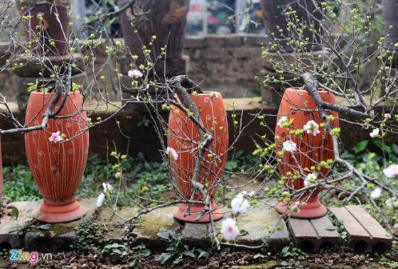 Ngắm vườn mai trắng cho thuê có một không hai ở Hà Nội ảnh 5 Ngắm vườn mai trắng cho thuê có một không hai ở Hà Nội ảnh 5