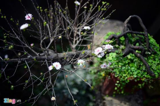 Ngắm vườn mai trắng cho thuê có một không hai ở Hà Nội ảnh 6 Ngắm vườn mai trắng cho thuê có một không hai ở Hà Nội ảnh 6