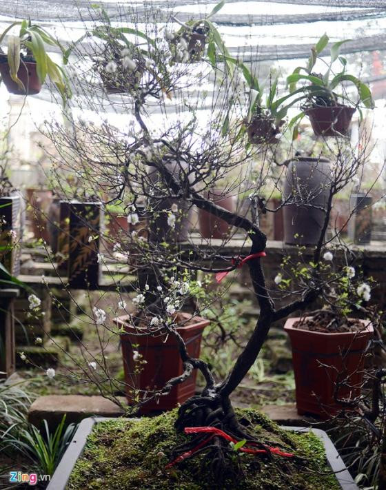 Ngắm vườn mai trắng cho thuê có một không hai ở Hà Nội ảnh 11 Ngắm vườn mai trắng cho thuê có một không hai ở Hà Nội ảnh 11