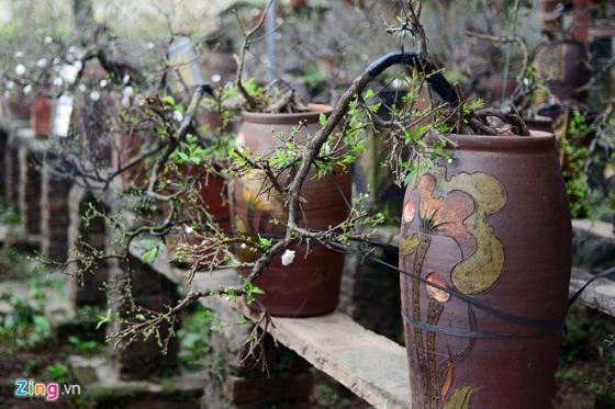 Ngắm vườn mai trắng cho thuê có một không hai ở Hà Nội ảnh 10 Ngắm vườn mai trắng cho thuê có một không hai ở Hà Nội ảnh 10