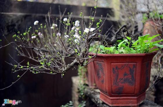 Ngắm vườn mai trắng cho thuê có một không hai ở Hà Nội ảnh 7 Ngắm vườn mai trắng cho thuê có một không hai ở Hà Nội ảnh 7