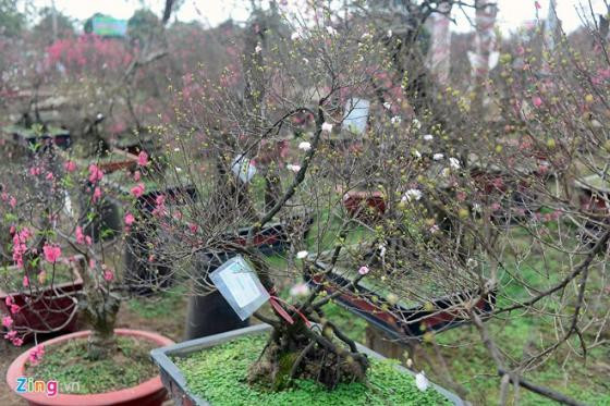 Ngắm vườn mai trắng cho thuê có một không hai ở Hà Nội ảnh 9 Ngắm vườn mai trắng cho thuê có một không hai ở Hà Nội ảnh 9