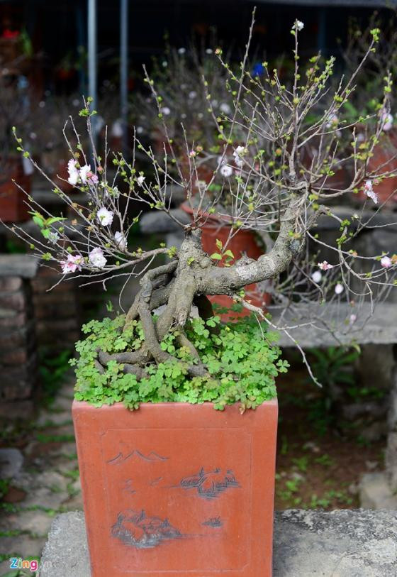 Ngắm vườn mai trắng cho thuê có một không hai ở Hà Nội ảnh 8 Ngắm vườn mai trắng cho thuê có một không hai ở Hà Nội ảnh 8