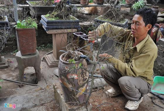 Ngắm vườn mai trắng cho thuê có một không hai ở Hà Nội ảnh 2 Ngắm vườn mai trắng cho thuê có một không hai ở Hà Nội ảnh 2