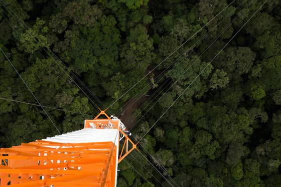 Xây tháp quan sát chọc trời giữa rừng Amazon ảnh 5
