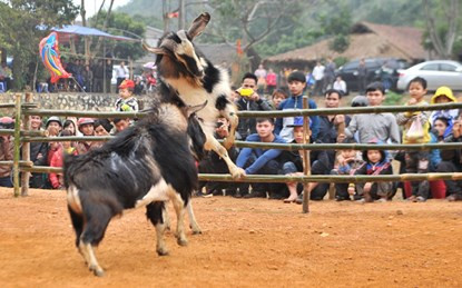 Hội chọi dê có một không hai dịp đầu năm ảnh 1