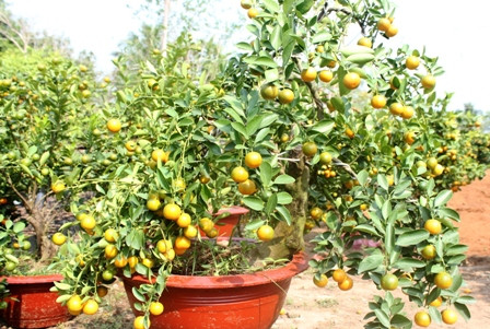 Độc chiêu “thổi hồn” cho quất kiểng kiếm tiền triệu ảnh 11 Độc chiêu “thổi hồn” cho quất kiểng kiếm tiền triệu ảnh 11