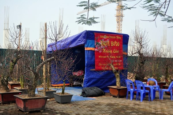 Nhiều chủ vườn còn phải căng lều, dựng bạt ngủ ngay tại vỉa hè để trông đào.