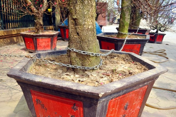 Những gốc đào cổ thụ khác hầu hết có giá dao động từ 20-50 triệu đồng.