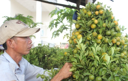 Ông Nhựt đang uốn quất kiểng thành hình tháp