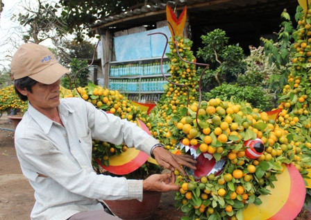 Độc chiêu “thổi hồn” cho quất kiểng kiếm tiền triệu ảnh 5 Độc chiêu “thổi hồn” cho quất kiểng kiếm tiền triệu ảnh 5