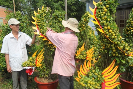 Độc chiêu “thổi hồn” cho quất kiểng kiếm tiền triệu ảnh 6 Độc chiêu “thổi hồn” cho quất kiểng kiếm tiền triệu ảnh 6