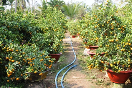 Độc chiêu “thổi hồn” cho quất kiểng kiếm tiền triệu ảnh 13 Độc chiêu “thổi hồn” cho quất kiểng kiếm tiền triệu ảnh 13