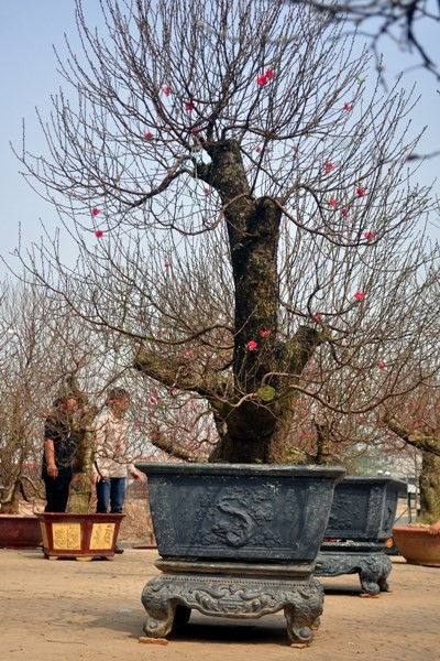 Do thời tiết nắng ấm nên các cây đào nở hoa rất nhanh.