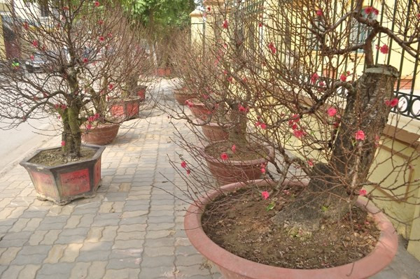 Do thời tiết nắng ấm nên các cây đào nở hoa rất nhanh.