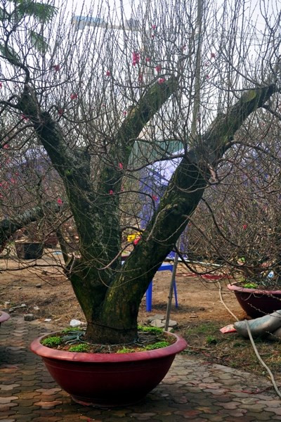 Do thời tiết nắng ấm nên các cây đào nở hoa rất nhanh.