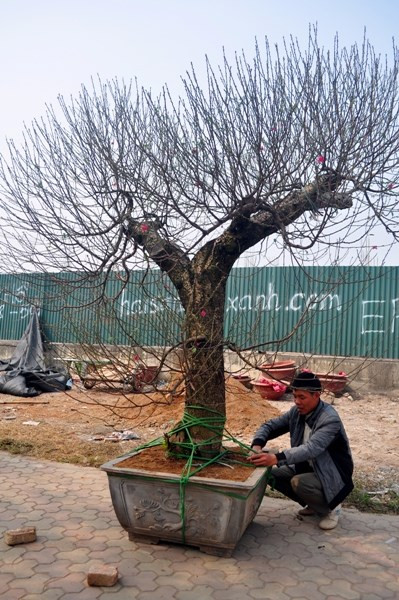 Do thời tiết nắng ấm nên các cây đào nở hoa rất nhanh.